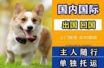衡阳市宠物托运公司衡阳市宠物托运公司衡阳市宠物托运公司