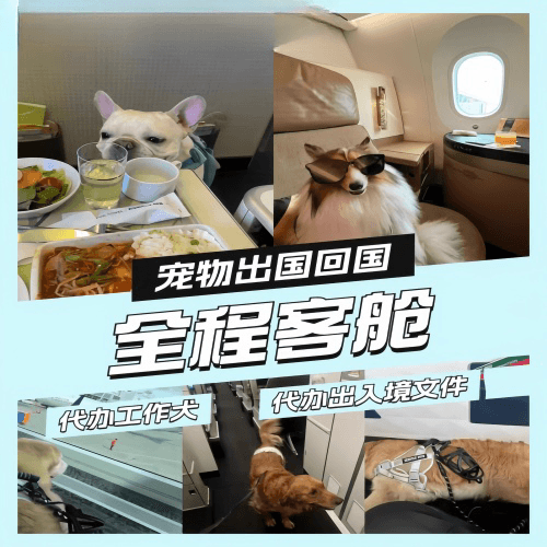 衡阳市宠物托运到白俄罗斯宠物入境规定和要求